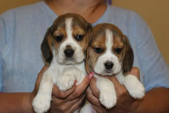 Beagle szczeniaczki ZKwP FCI po Championach, , Aleksandria Pierwsza