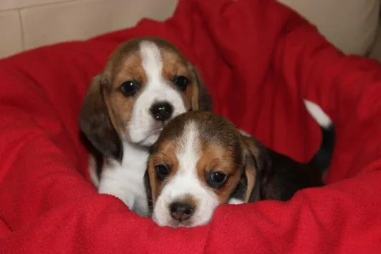 Beagle szczeniaczki ZKwP FCI po Championach, , Aleksandria Pierwsza