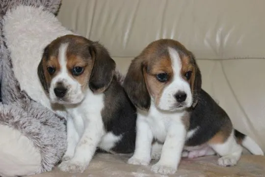 Beagle szczeniaczki ZKwP FCI po Championach, , Aleksandria Pierwsza