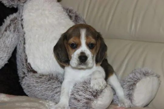 Beagle szczeniaczki ZKwP FCI po Championach, , Aleksandria Pierwsza