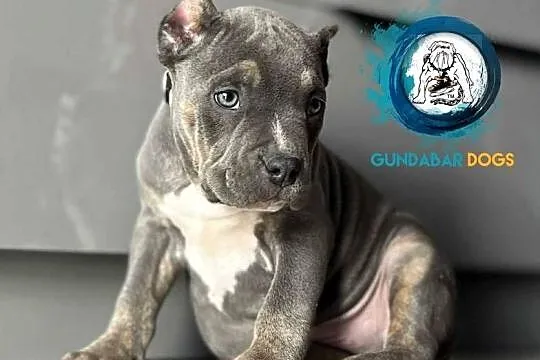 American Bully ABKC Pies