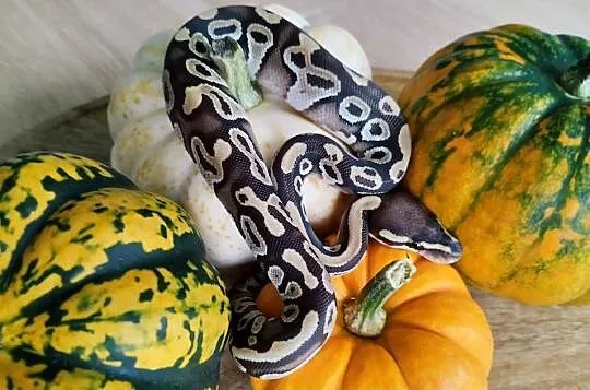 Wąż, węże pyton królewski