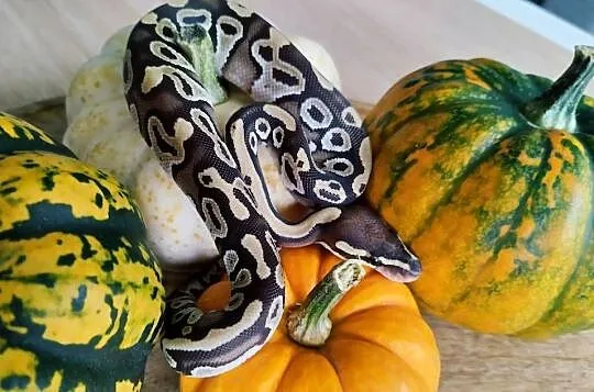 Wąż, węże pyton królewski, Pomorskie, Reda
