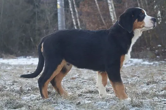 Greater Swiss Mountains Dog puppies with pedigree, Sedlec-Prčice