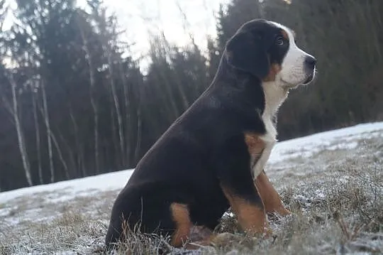 Greater Swiss Mountains Dog puppies with pedigree, Sedlec-Prčice