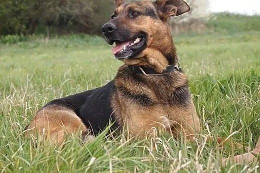 Walet w typie owczarka do adopcji,  wielkopolskie Poznań