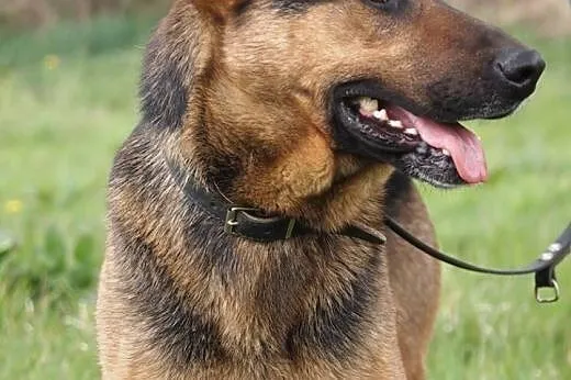 Walet w typie owczarka do adopcji,  wielkopolskie 