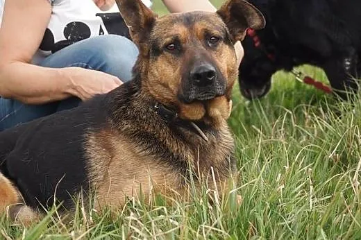 Walet w typie owczarka do adopcji,  wielkopolskie 