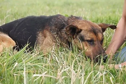 Walet w typie owczarka do adopcji,  wielkopolskie 