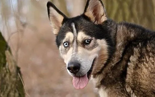 Ivi - łagodna, przyjazna husky z cudownym spojrzen