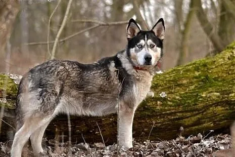 Ivi - łagodna, przyjazna husky z cudownym spojrzen