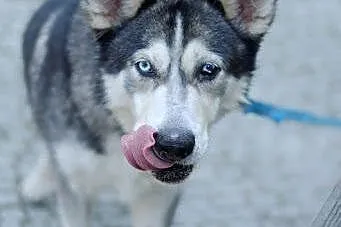 Ivi - łagodna, przyjazna husky z cudownym spojrzen