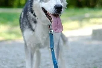 Ivi - łagodna, przyjazna husky z cudownym spojrzen