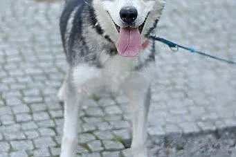 Ivi - łagodna, przyjazna husky z cudownym spojrzen