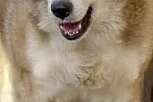 Piękna sunia pilnie szuka domku adoptuj ją i pokochaj, , Wrocław