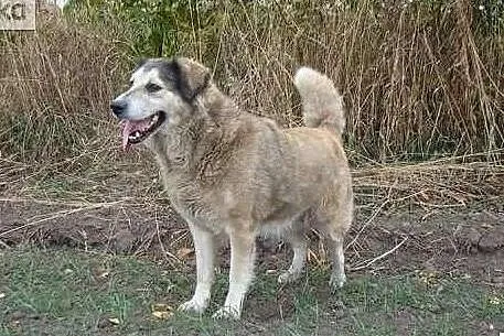 Piękna sunia pilnie szuka domku adoptuj ją i pokochaj, , Wrocław