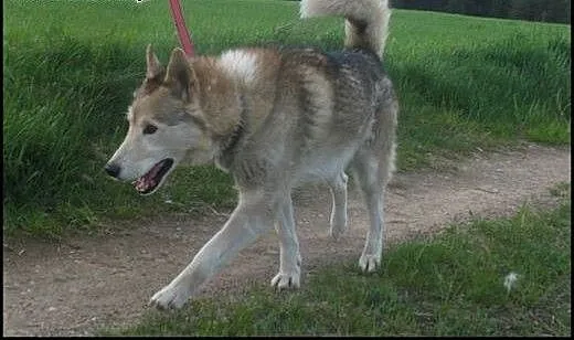 Amarok - psiak w typie husky prosi o kochający dom