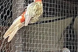 Rozella białolica,rudosterki