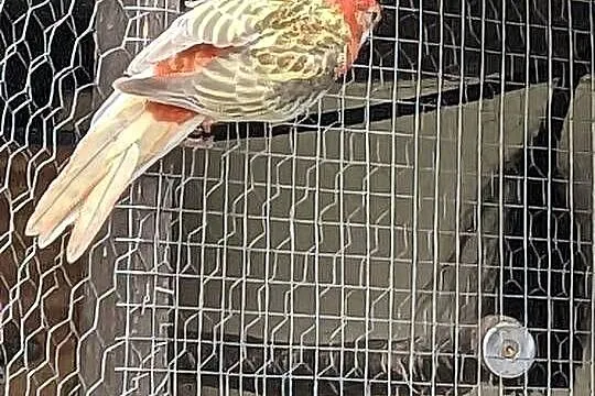 Rozella białolica,rudosterki, Małopolskie, Jazowsko