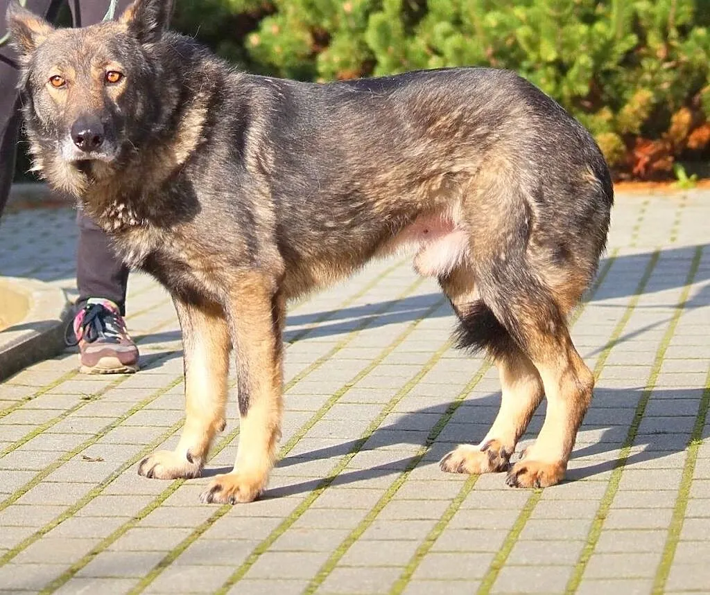 Buszek PILNIE szuka dobrego domu ! Pomóż mu uwierzyć w ludzi, Małopolskie, Kraków