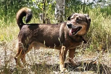 Mudik wspaniały psiak od lat czeka na domek adoptuj go i pokochaj,  śląskie Katowice