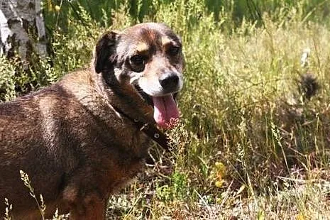 Mudik wspaniały psiak od lat czeka na domek adoptu