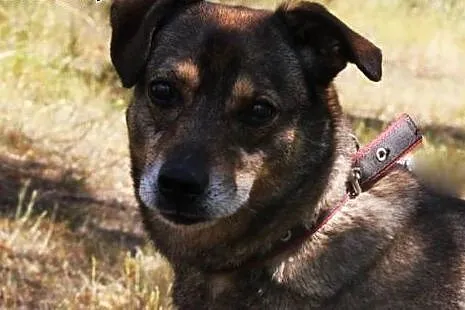 Mudik wspaniały psiak od lat czeka na domek adoptu