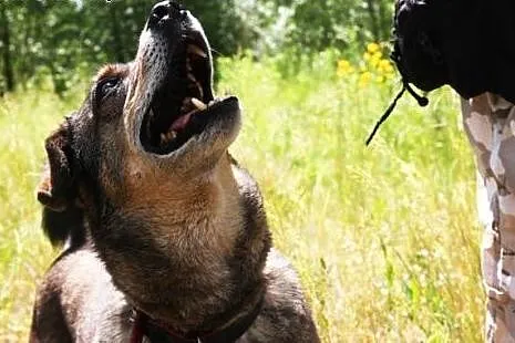 Mudik wspaniały psiak od lat czeka na domek adoptu