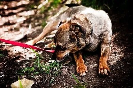 Mudik wspaniały psiak od lat czeka na domek adoptu
