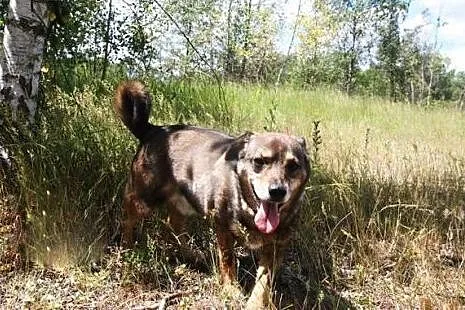 Mudik wspaniały psiak od lat czeka na domek adoptu
