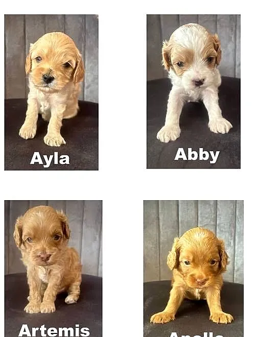 Cavapoo szczeniaczki, Śląskie, Myszków