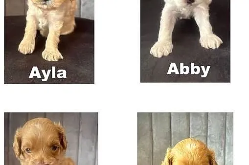 Cavapoo szczeniaczki, Śląskie, Myszków