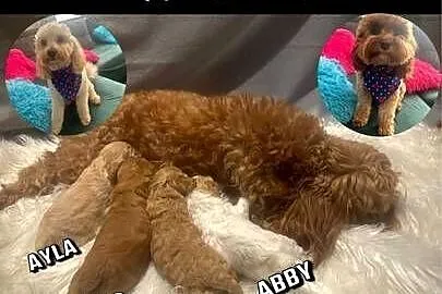 Cavapoo szczeniaczki, Śląskie, Myszków