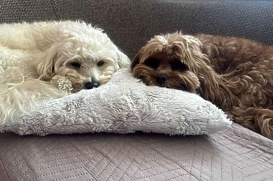 Cavapoo szczeniaczki, Śląskie, Myszków