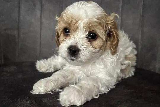 Cavapoo szczeniaczki, Śląskie, Myszków