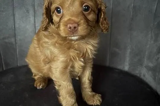 Cavapoo szczeniaczki, Śląskie, Myszków