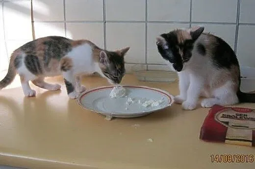 Masza i Sonia do adopcji,  łódzkie Łódź