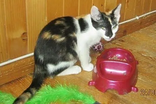 Masza i Sonia do adopcji,  łódzkie Łódź