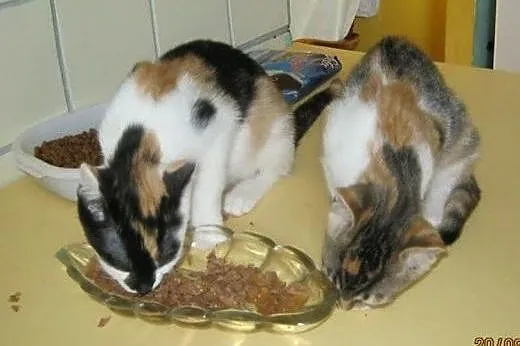 Masza i Sonia do adopcji,  łódzkie Łódź