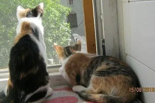 Masza i Sonia do adopcji,  łódzkie Łódź