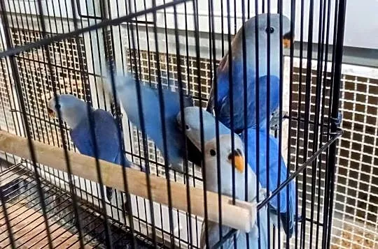 Młode nierozłączki