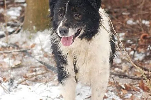 Horacy - pilnie szuka domu - zostało 6 dni żeby zn
