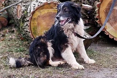 Horacy - pilnie szuka domu - zostało 6 dni żeby zn