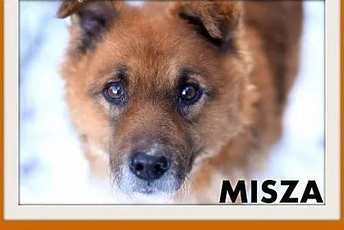 MISZA,średni,16kg,wesoły,łagodny,towarzyski piesek.ADOPCJA,  małopolskie Kraków