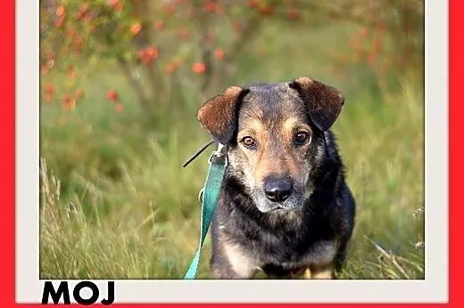 MÓJ,średni,26 kg,przyjazny,spokojny pies do adopcji,  dolnośląskie Wrocław