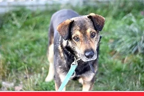 MÓJ,średni,26 kg,przyjazny,spokojny pies do adopcj