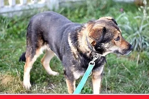 MÓJ,średni,26 kg,przyjazny,spokojny pies do adopcj
