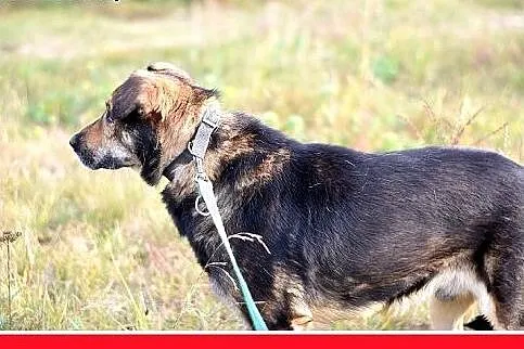 MÓJ,średni,26 kg,przyjazny,spokojny pies do adopcj