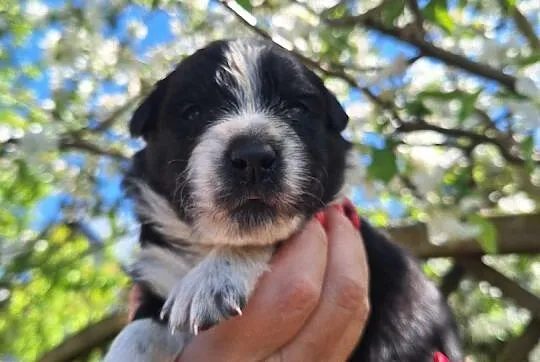 Border Collie , Dąbrowa