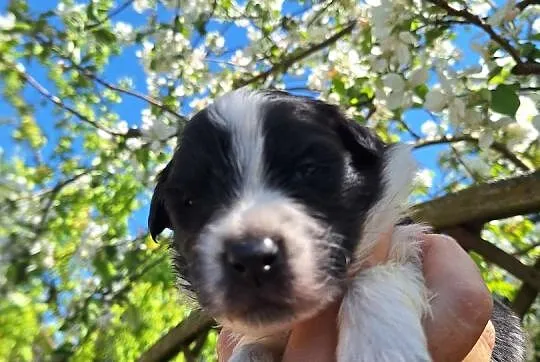 Border Collie , Dąbrowa